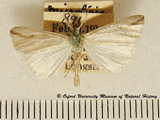 Microligia dolosa